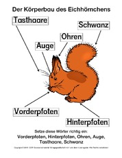 AB-Eichhörnchen-Der-Körperbau-Lösung.pdf